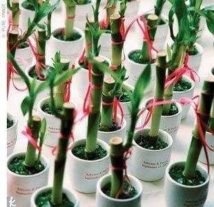 30 Ideas for a Modern Chinese Wedding, Bamboo Trees Wedding Guest Favors